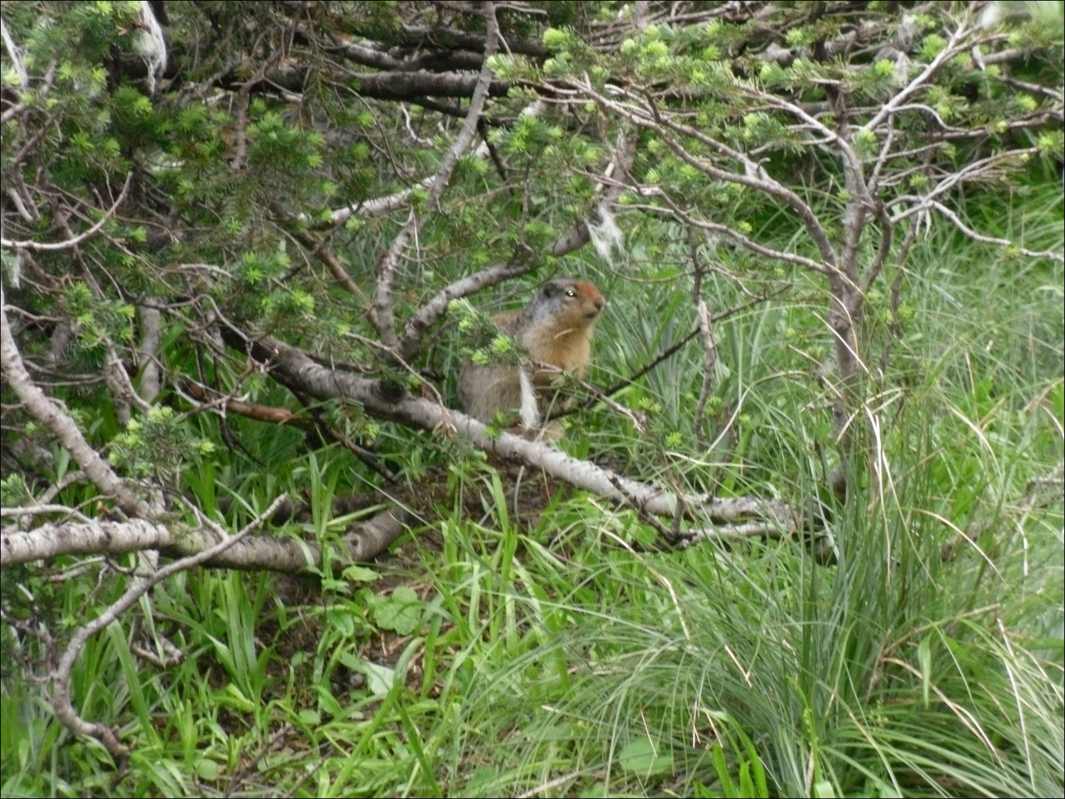 Glacier National Park- Columbian Ground Squirrel @ Logans Pass.